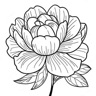 Pæon Blomst Malebog | Pæon malebog