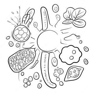 Immunsystem Farvelægningsside | Immunsystem malebog